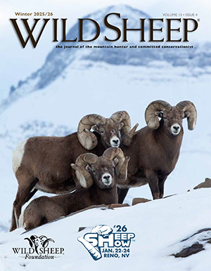 Winter Wild Sheep Cover